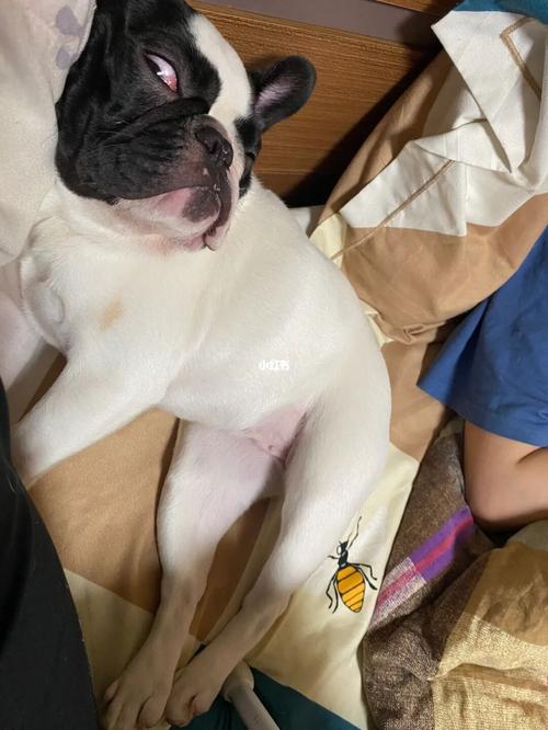 搞笑_法斗_法斗是只猪_宠物_狗_晒狗