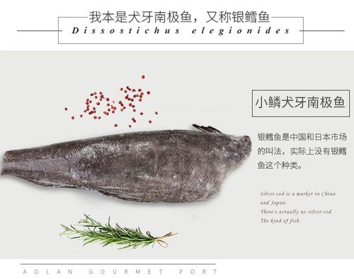 银鳕鱼进口深海包邮鳕鱼新鲜宝宝辅食南极犬牙鱼银鳕鱼中段500g
