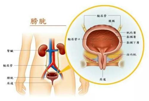 带你一起了解膀胱的基本知识