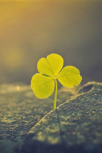 清新三叶草手机壁纸 640x960