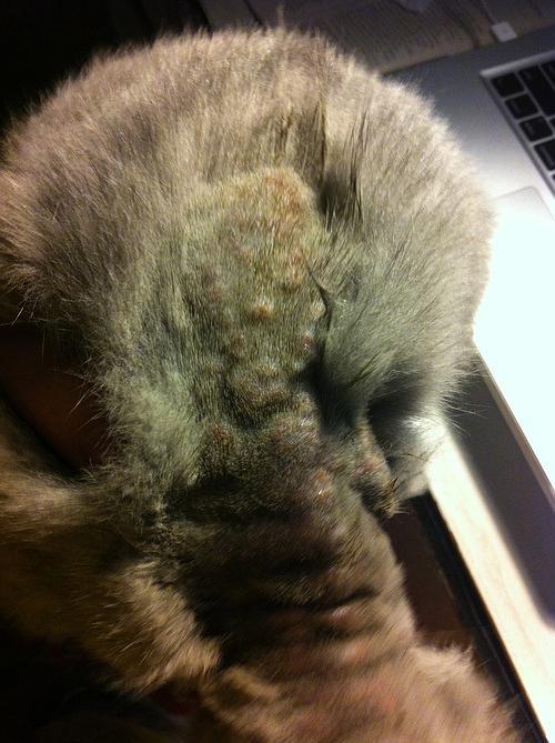 年前的时候猫癣越发严重,没有办法几乎没三天就用妇炎洁,洁尔阴泡澡