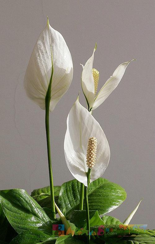 一帆风顺花图片简笔画