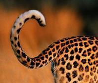 豹子的尾巴是下垂的吗