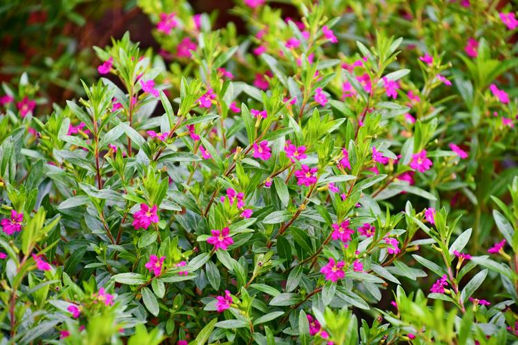 千屈菜科萼距花,原创拍摄