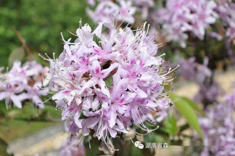 溪畔杜鹃常绿,高可达3米;花量大,耐热.4-6月开花,7-11月结果.