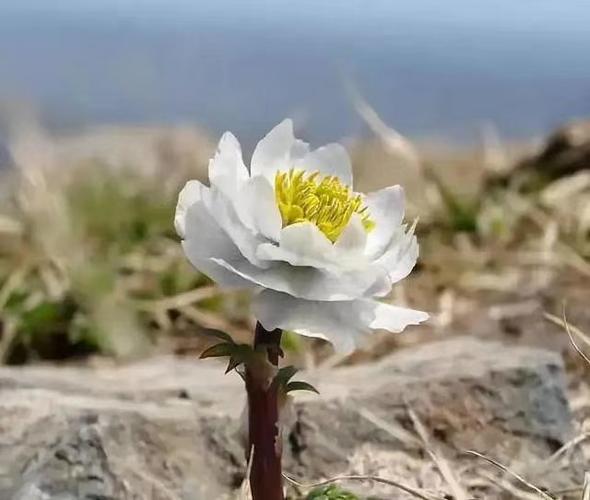 摄影图片:雪莲花