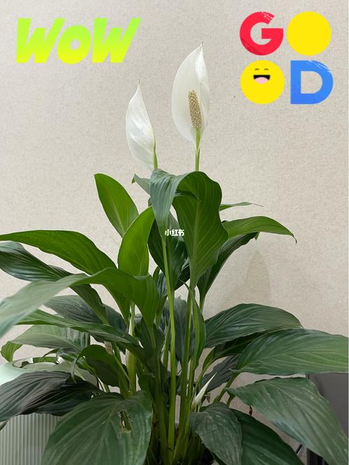 一帆风顺_花卉_家居家装_家居装饰