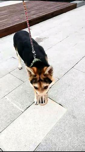 到时候谁也救不了你本地林业局找我,让我人道消灭这只狗,我又舍不得