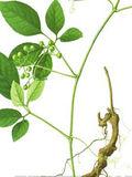 大母猪藤图片_百度百科