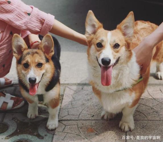 新手养柯基,劝你最好别养公狗,还是养母柯基比较好