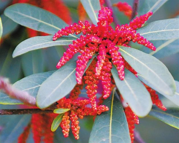 这株杨梅树开满红花