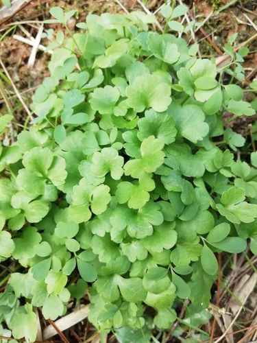 猫爪草块根似猫爪,猫眼草又名五朵云|本草江湖第839期