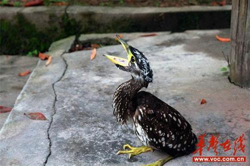 崀山惊现海南虎斑鳽幼鸟 全球低于1000只