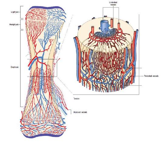 骨的血管与淋巴管