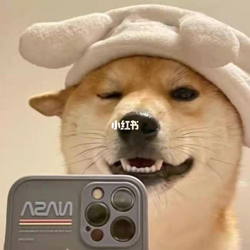 萌宠狗狗|狗狗头像02_狗狗_头像_宠物_海鲜市场_头像分享_素材_头像