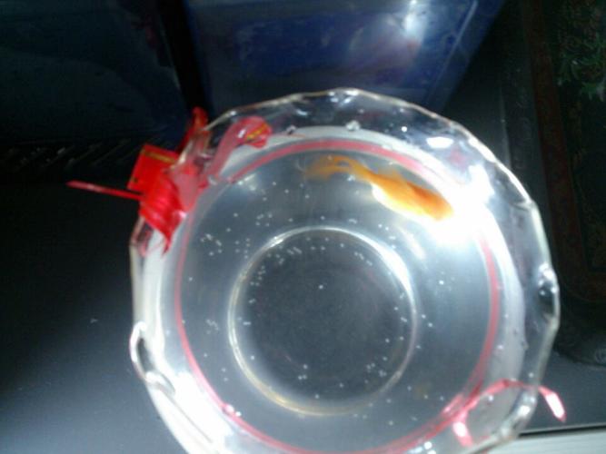 小金鱼鱼缸底部附着白色小颗粒