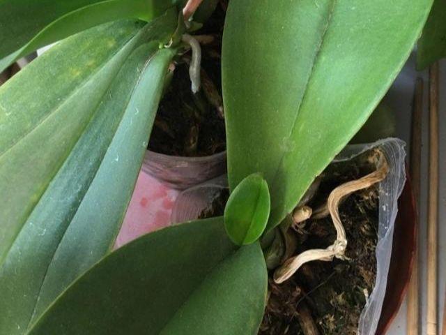 蝴蝶兰"烂根"了?别急,试试这方法,轻松解决,又能爆花