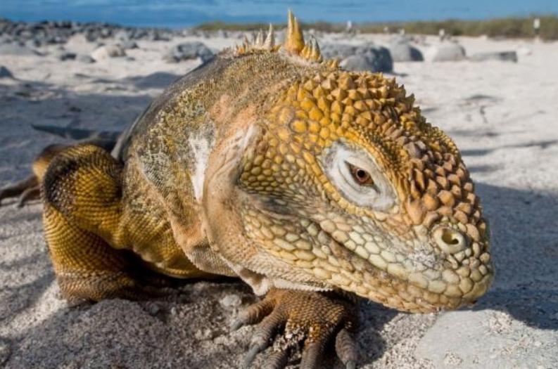 鬣蜥【相关词_绿鬣蜥】