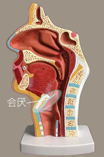 喉还有个很重要的结构叫会厌,空气和食物不至于走错道就是因为它