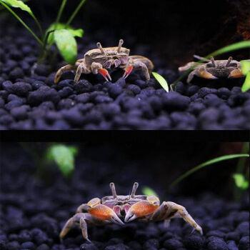 迷你辣椒蟹观赏蟹深水蟹相手蟹将军蟹辣椒蟹除藻鱼缸清洁狗头鱼南方红