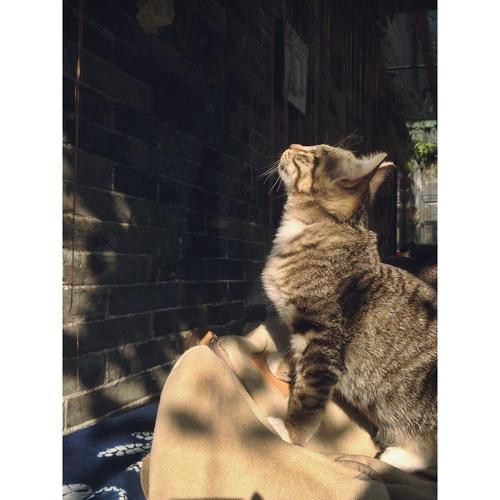 猫视觉
