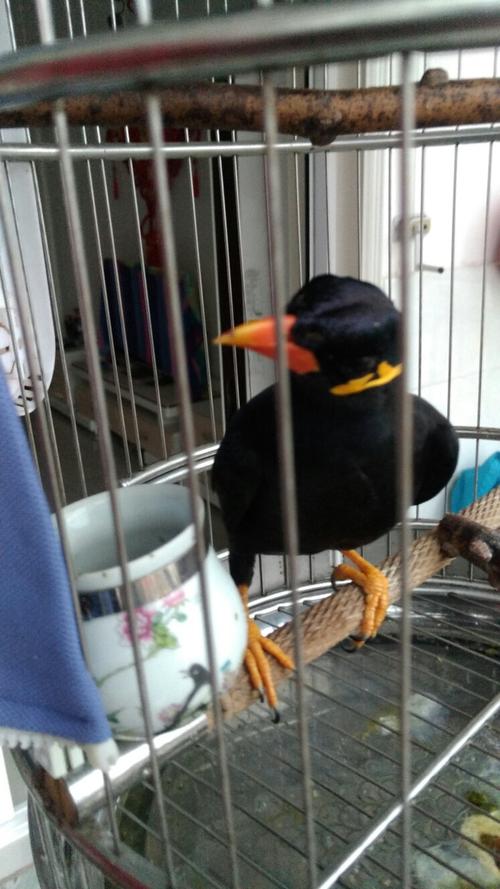 鹩哥怎么分公母啊帮我看看?