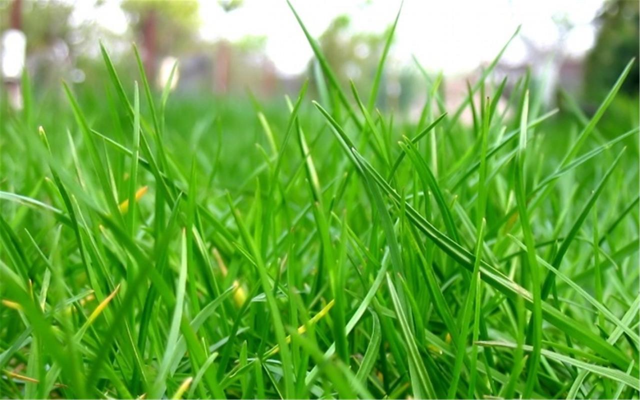 首页 桌面壁纸 植物壁纸 唯美小清新绿色护眼植物高清壁纸