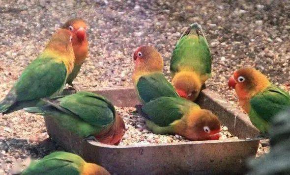 挑选一对漂亮的牡丹鹦鹉的简单方法