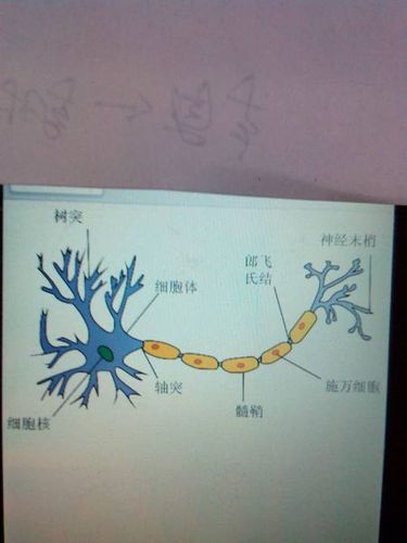 神经元的结构图,由树突