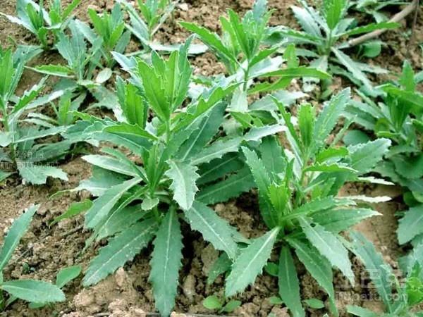 刺儿菜图片及其介绍