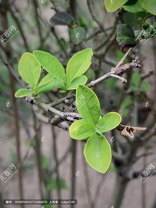 [正版商业] 冬青叶