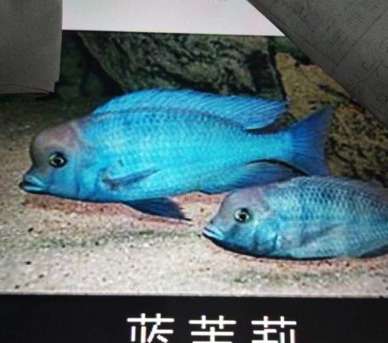 家中自己养的蓝茉莉—青岛观赏鱼