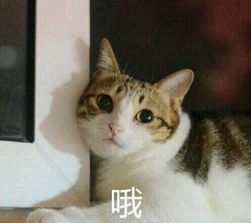猫咪表情系列图片