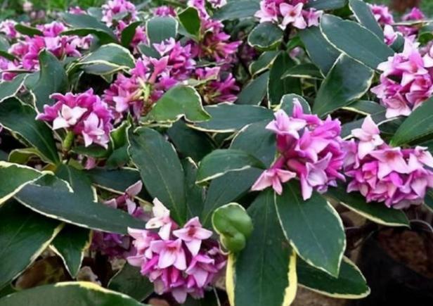 小花匠解说真正养好瑞香花都要从这5点入手新手要记住