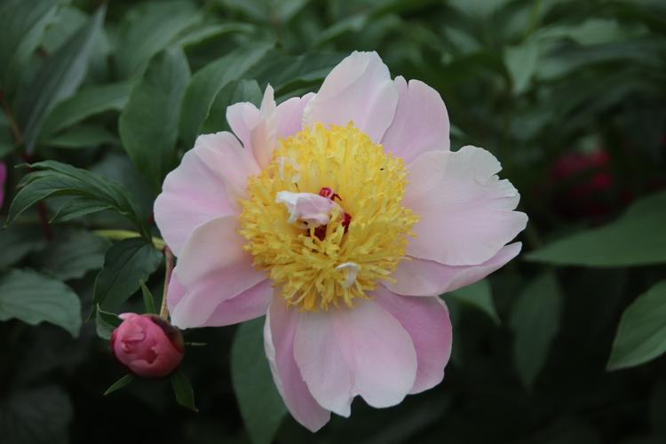 芍药～扬州市花