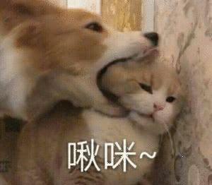 情侣"互撩"表情包,成年人真会玩,网友:分分钟酸成柠檬