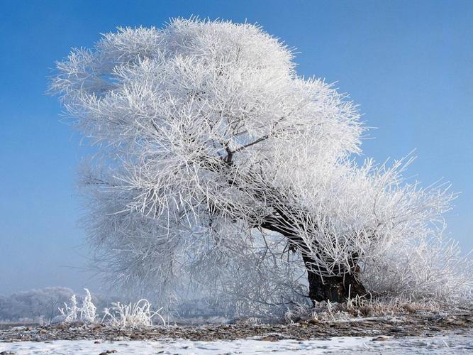 写两句描写雪景的诗句描写雪的诗句图片