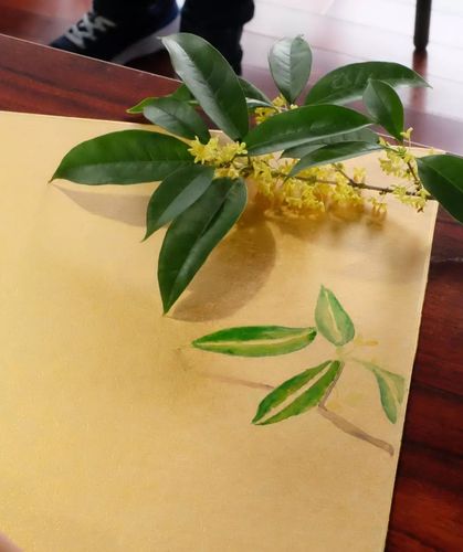 若细分,桂花的总体结构可以看成一个"十"字,花瓣可以概括成雨滴形.