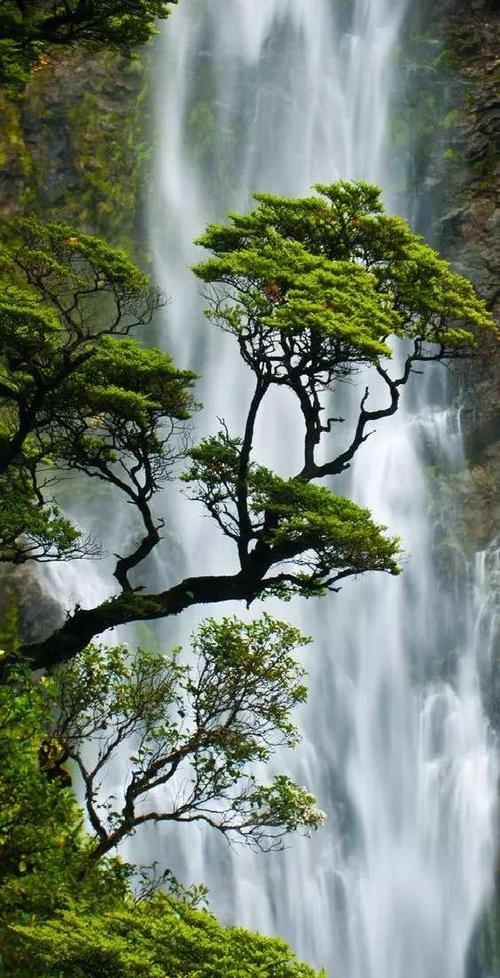 四季常青树美景《松树》