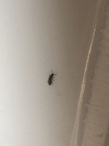 夏季家里长出许多小黑虫,这是什么虫?该如何消灭?