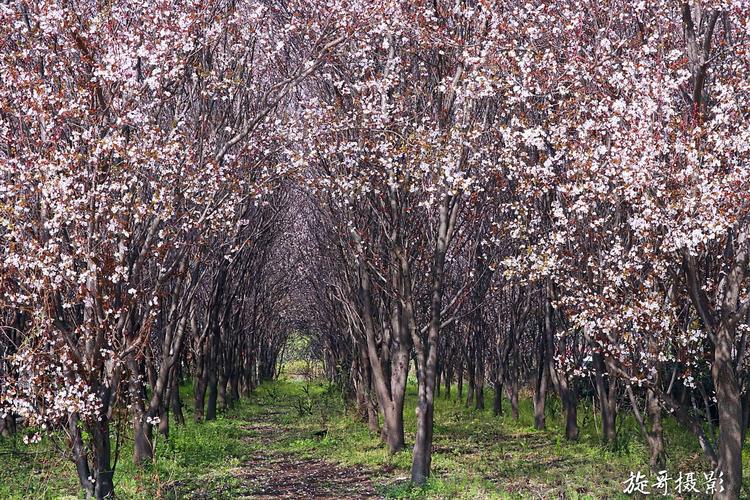 红叶李开花,扮靓随州城