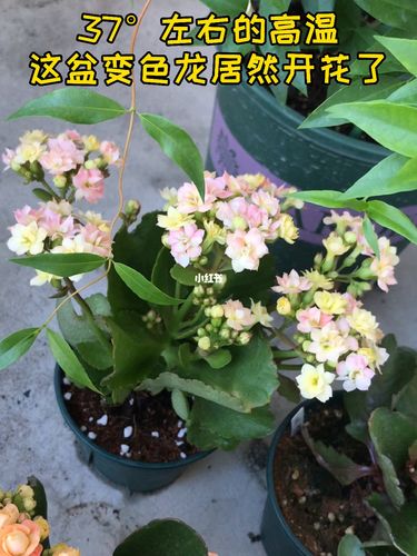 变色龙_长寿花_家居家装_家居装饰_花艺