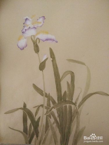 如何用没骨法画鸢尾