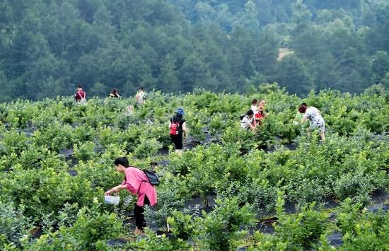 游客们体验采摘蓝莓的乐趣(麻江县新闻传媒中心供图)