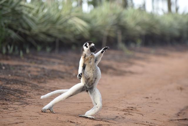 一言不合就跳舞!盘点动物界"舞林高手"