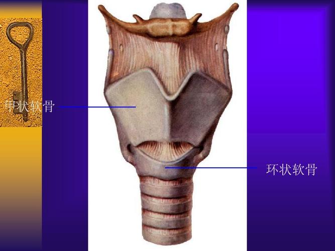 甲状软骨 环状软骨