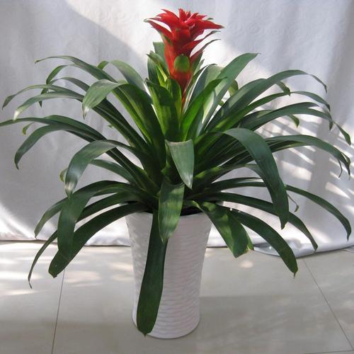 平头红凤梨厂家直销