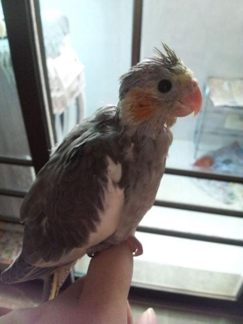 玄凤鹦鹉原始灰幼鸟