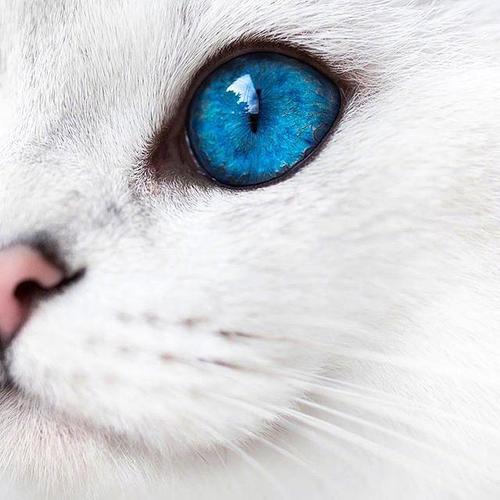 猫咪眼睛