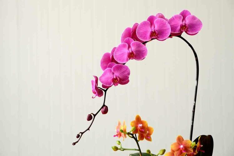 推荐江苏诗人王锦中华新诗词作品咏蝴蝶兰吊兰